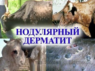 Были зарегистрированы случаи падёжа крупного рогатого скота 