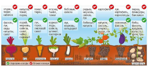 Влияние огородных растений друг на друга