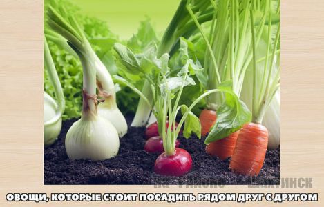 Овощи, которые стоит посадить рядом друг с другом. 