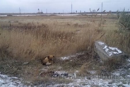 Собаки притащили череп